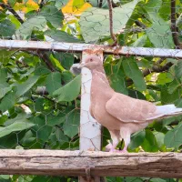 دو عدد کبوتر نر|پرنده|خوانسار, |دیوار