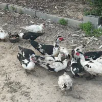 فروش اردک اسراییلی