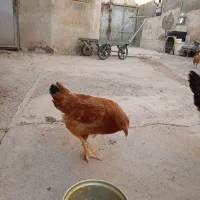 نوچه مرغ|حیوانات مزرعه|قم, تعویض پلاک|دیوار