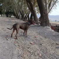 سگ پیتبول|سگ|بیضا, |دیوار