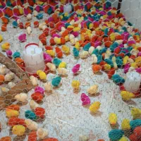 جوجه رنگی|حیوانات مزرعه|کرج, کوی امامیه|دیوار