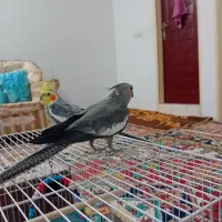 عروس هلندی نرو ماده|پرنده|مشهد, شهرک مهرگان|دیوار