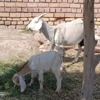 دو راس بز و کره