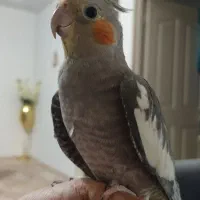 عروس هلندی نر