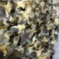 جوجه قاز جوجه بوقلمون و  و جوجه بلدرچین اسینم