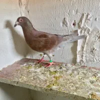 کفتر گوره|حیوانات|بجنورد, |دیوار