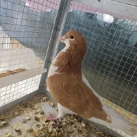 کبوتر کفتر شهری چپ زرد و سرخ خوب سالم زرنگ مناسب