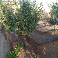 باغ|فروش دفتر صنعتی، کشاورزی، تجاری|مبارکه, |دیوار