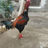 حیوان خانگی