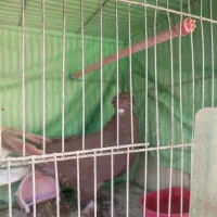 جفت کبوتر راعبی|پرنده|اصفهان, مسجد مصلی|دیوار