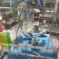 صادرات انواع پرنده طوطیسانان عروس سرابندی