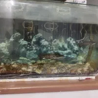 اکواریوم بک متری شیشه خم