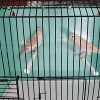 قناری ماده|پرنده|رودهن, |دیوار