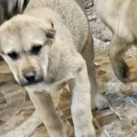 توله نر سرابی|سگ|بستان آباد, |دیوار