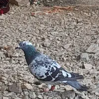 کبوتر آلمانی پولکی