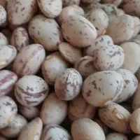 لوبیا چیتی