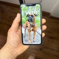 آیفون ۱۱ نرمال