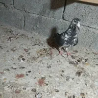 یا ماده سینه سفید فروشی هست قیمت  ۲۲۰۰ هست|پرنده|برازجان, |دیوار