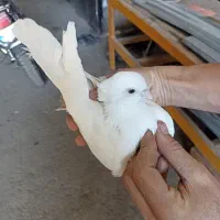 کفتر غریب گیری