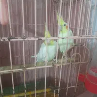 عروس هلندی جفت مولد|پرنده|بجنورد, |دیوار