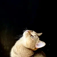 گربه بریتیش اصیل