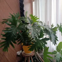 گیاه آپارتمانی فر(سلوم) و کاکتوس افوربیا تریگونا|گل و گیاه طبیعی|تهران, قلمستان|دیوار
