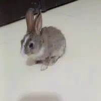 خرگوش بازیگوش