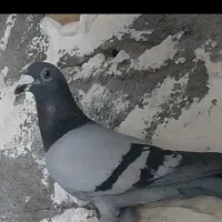 کبوتر گمشده