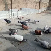کبوتر یه جایی بفروش میرسد
