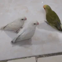 طوطی برزیلی