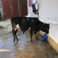 گوساله|حیوانات مزرعه|بندر انزلی, پیل علی باغ|دیوار