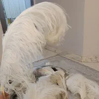 شاه پرشترمرغ