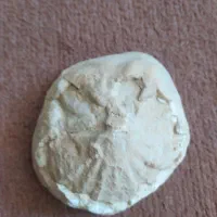 فسیل صدف کلکسیونی|کلکسیون اشیاء عتیقه|زنجان, |دیوار