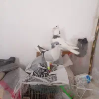 کفتر|پرنده|بجنورد, |دیوار