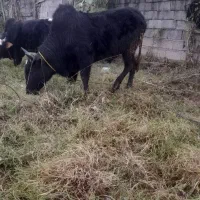 گاو نر ورزاکوله چالوس یلاقی