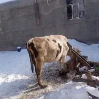 گاو با گوساله|حیوانات مزرعه|هریس, |دیوار