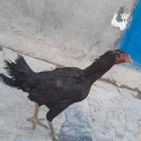 مرغ لاری اصل