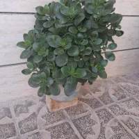 گل قاشقی
