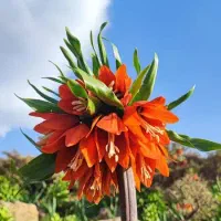 نخود سر پای فروشی سه هکتارو نیم