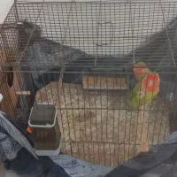 کوتوله|پرنده|طبس, |دیوار