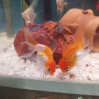 ۲عدد ماهی گلدفیش