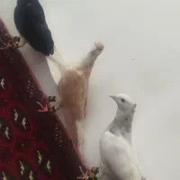 کفتر|پرنده|مشهد, حیدرآباد|دیوار