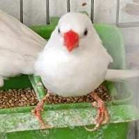 فنچ نر|پرنده|اصفهان, رکن الدوله غربی|دیوار