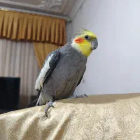 عروس هلندی گمشده