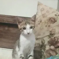 گربه گمشده