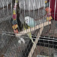 هرسین .مرغ عشق نر وماده باقفس بزرگ