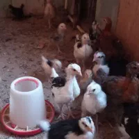 جوجه گلین