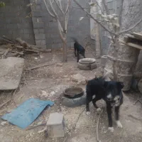 سگ خبر کن جوان|سگ|خمینی‌شهر, |دیوار