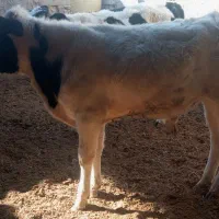 گوساله‌داشتی