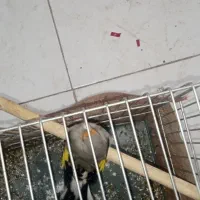 سهره کرمونی بخون3میلیون|پرنده|پاکدشت, حصار امیر|دیوار